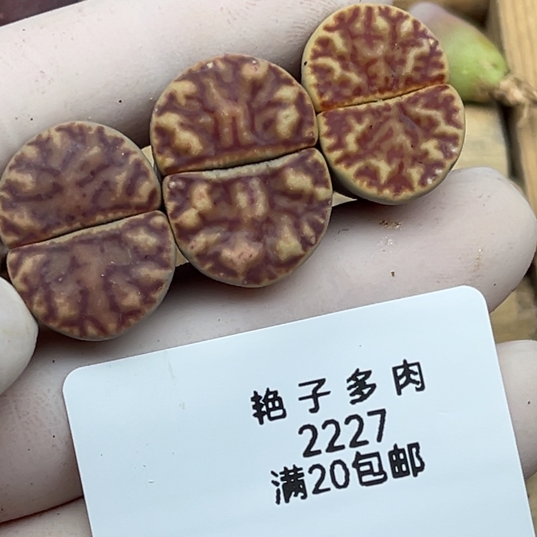 李***呀2227号三颗血丝柘留