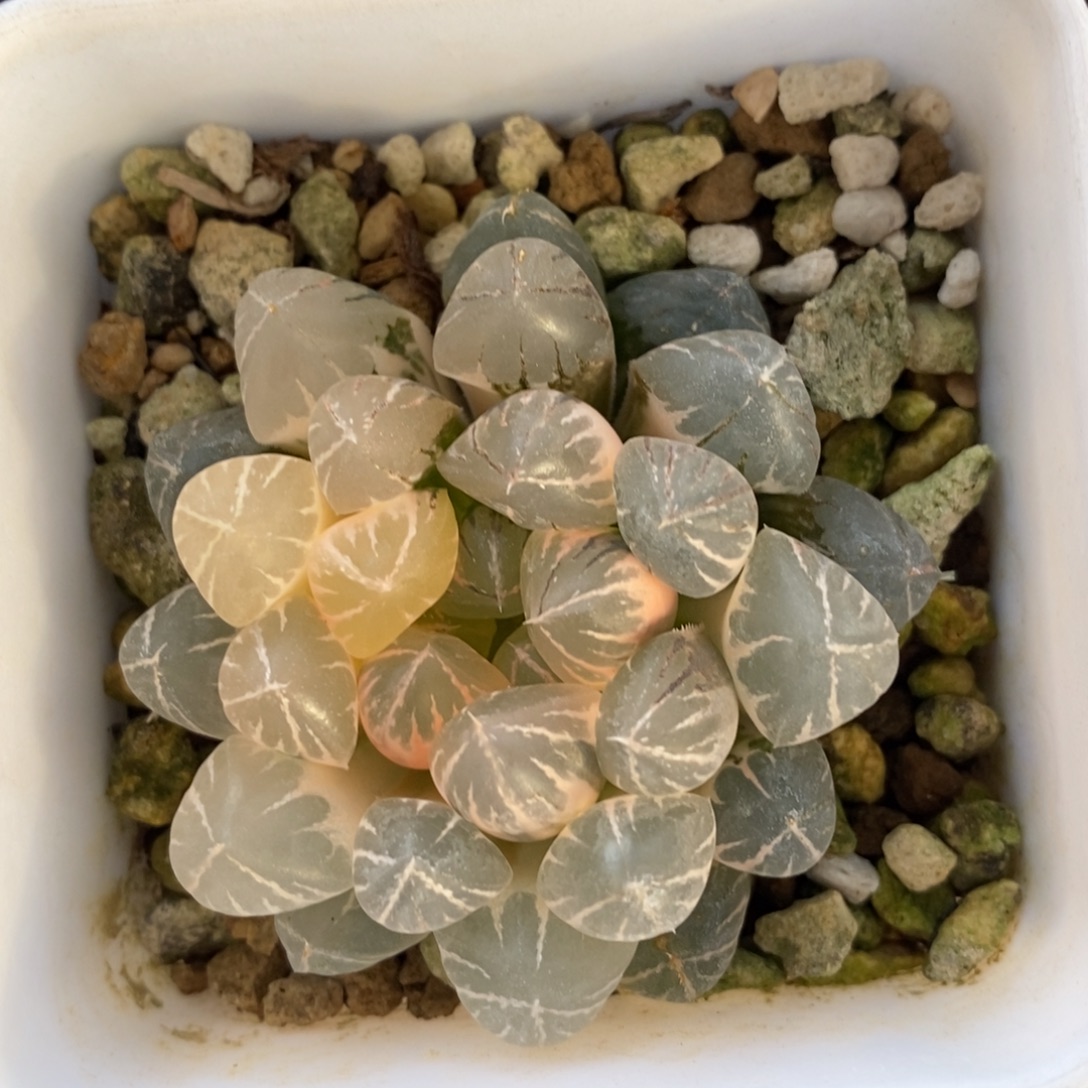 一颗实生玉露锦 特价