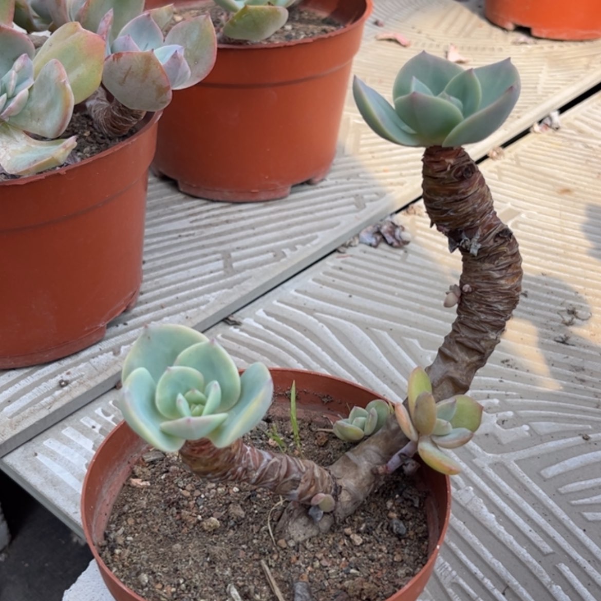 【闪购商品】无花朵往**兮