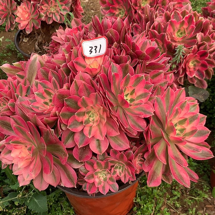 红女郎多肉植物331