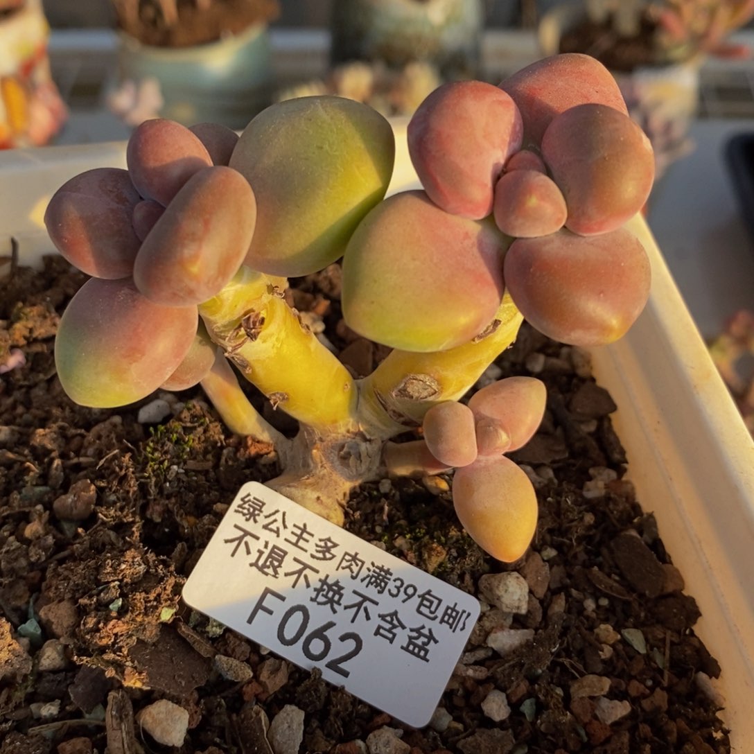 062芒果奶kk奶多肉7c m