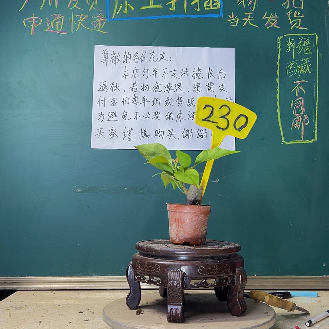 当前无花栽培后可以开花同安红掌中宝 230
