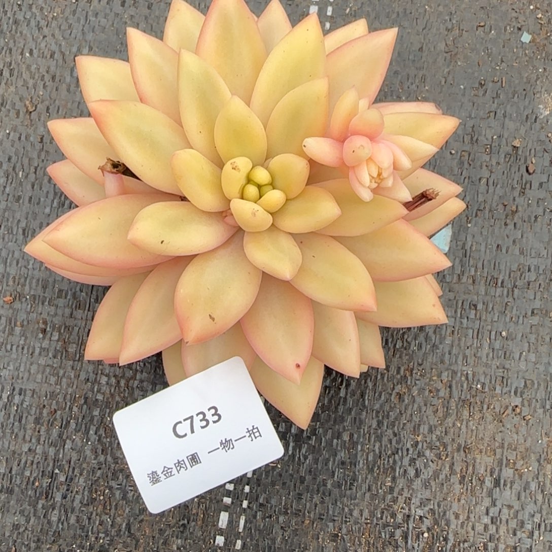 晴****C733蜜桃波波锦   