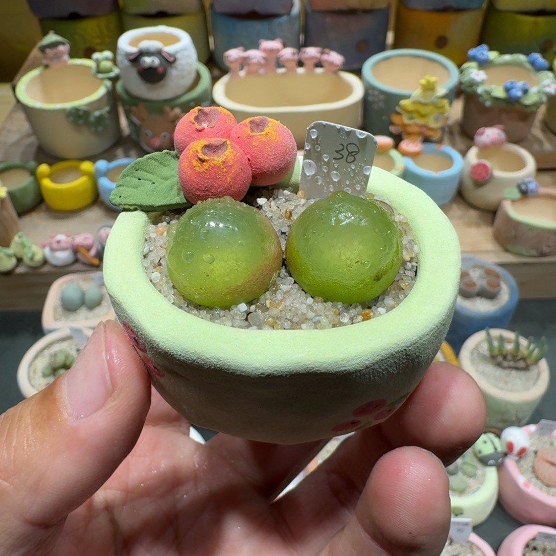 蘑菇1079灯泡多肉植物