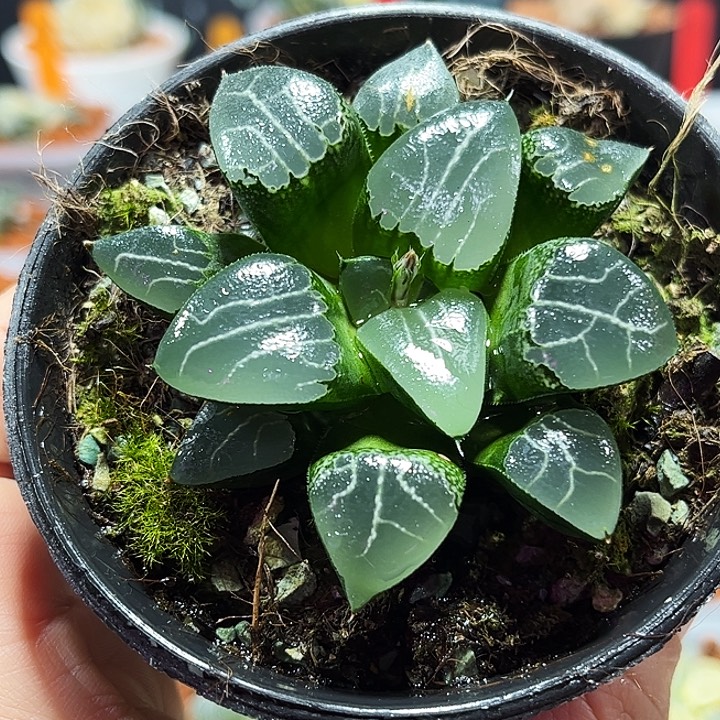 十二卷多肉月影寿