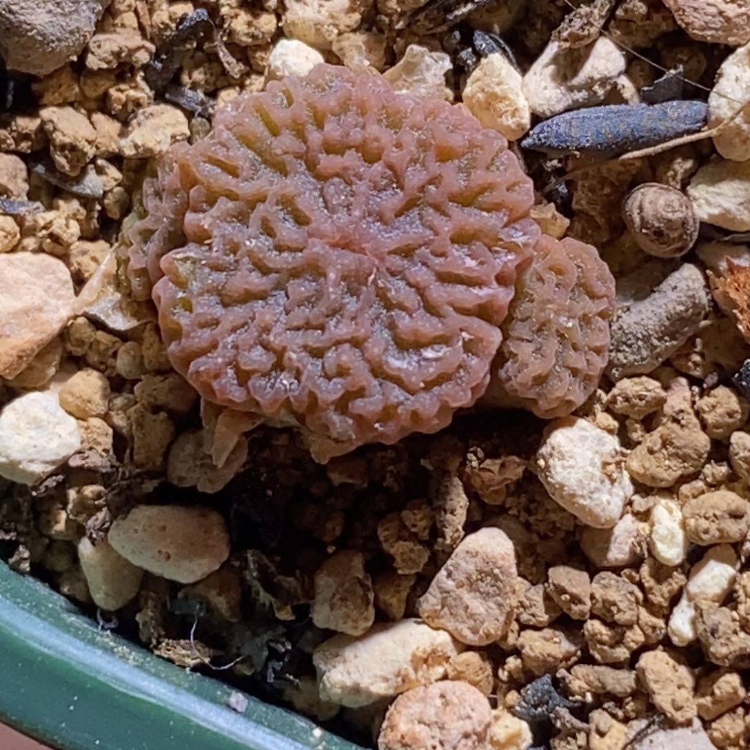 超烧三头 超密的褶皱感，