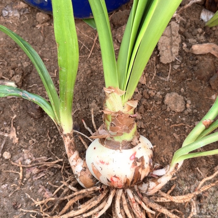 无花朵李***亮汤姆包对版