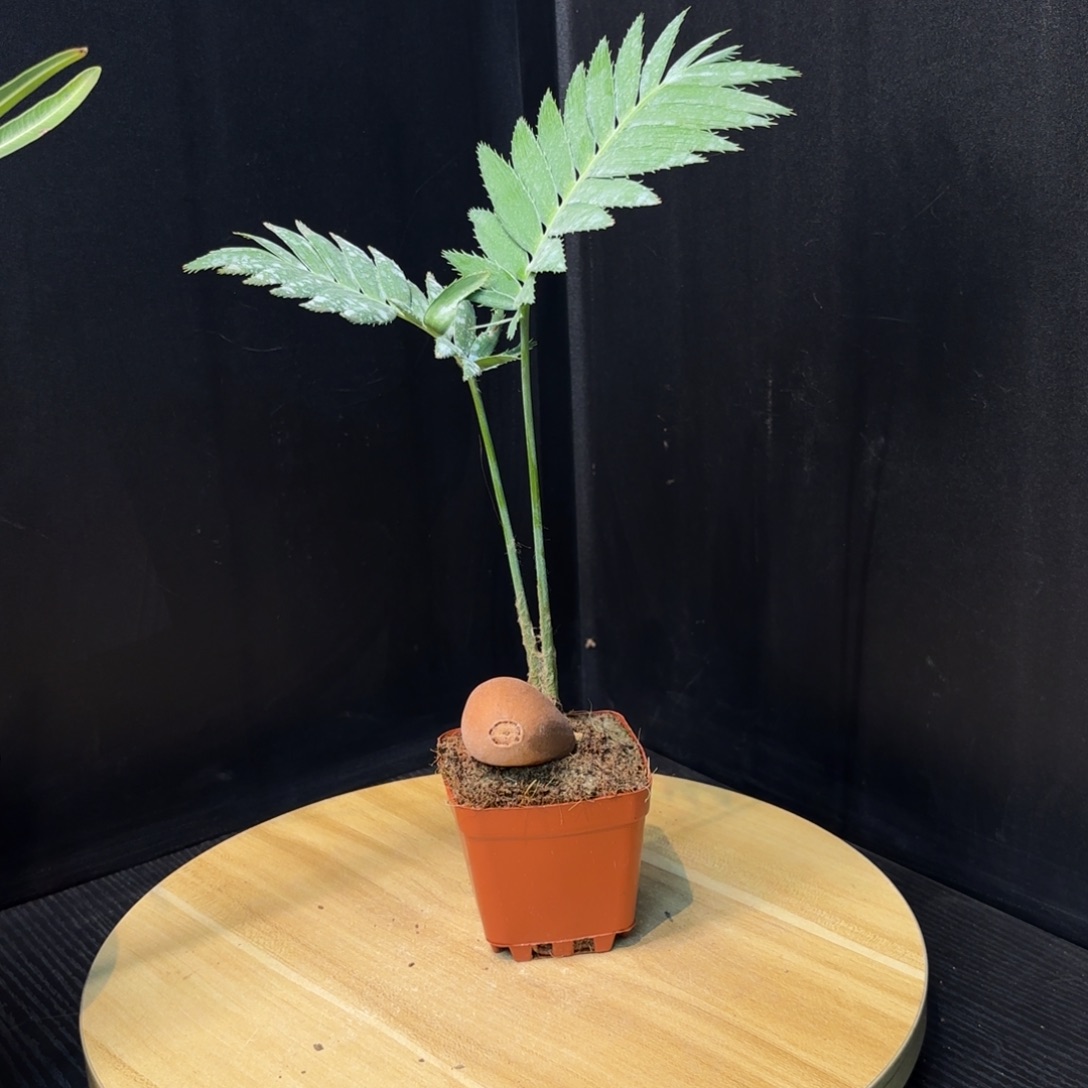 巨型双子铁哈哈哈