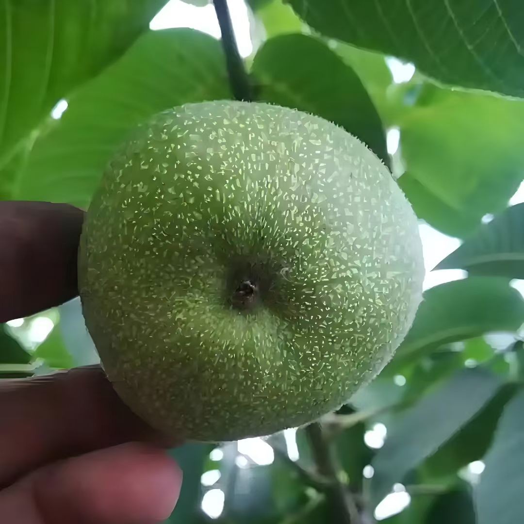 开青皮   加微    13331231283