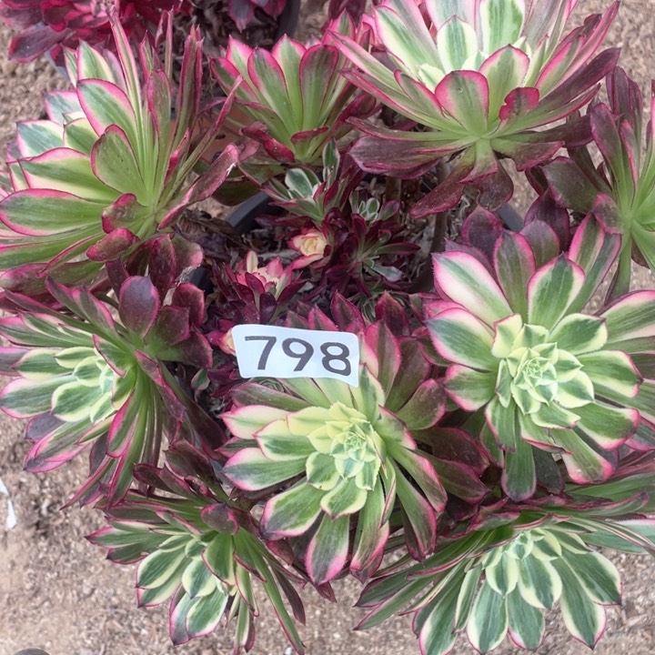 798多肉植物天和