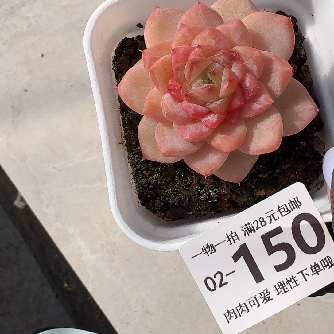 冰魄无盆土发货无