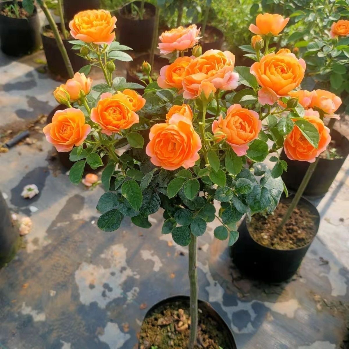 【带花苞发】果汁阳台花形月季地栽盆栽