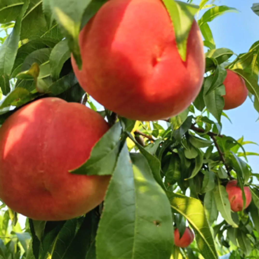 红夏。七月上旬成熟 12月份起苗