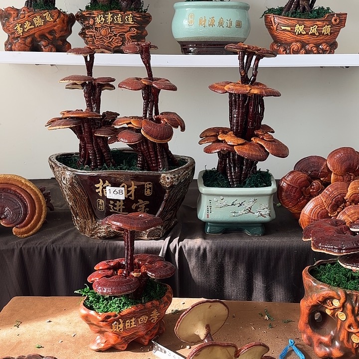 孙***5无花朵灵芝盆景居家盆景