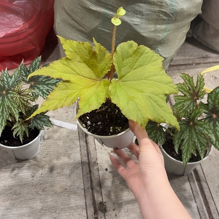 完全开放金凤秋海棠