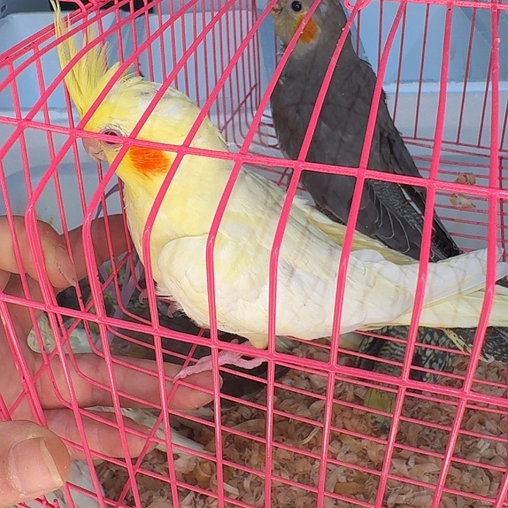 玄凤鹦鹉/鸡尾鹦鹉