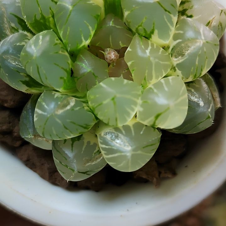 18号 OM锦 5.2厘米左右一物一拍带盆