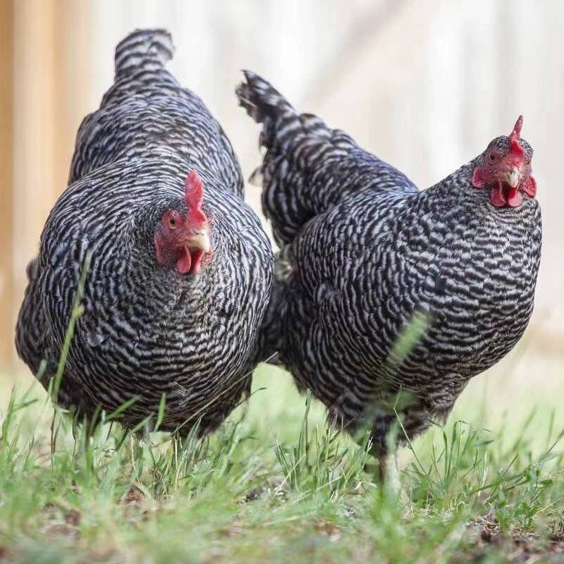 黑芦花整鸡生鲜肉质鲜美到手12只