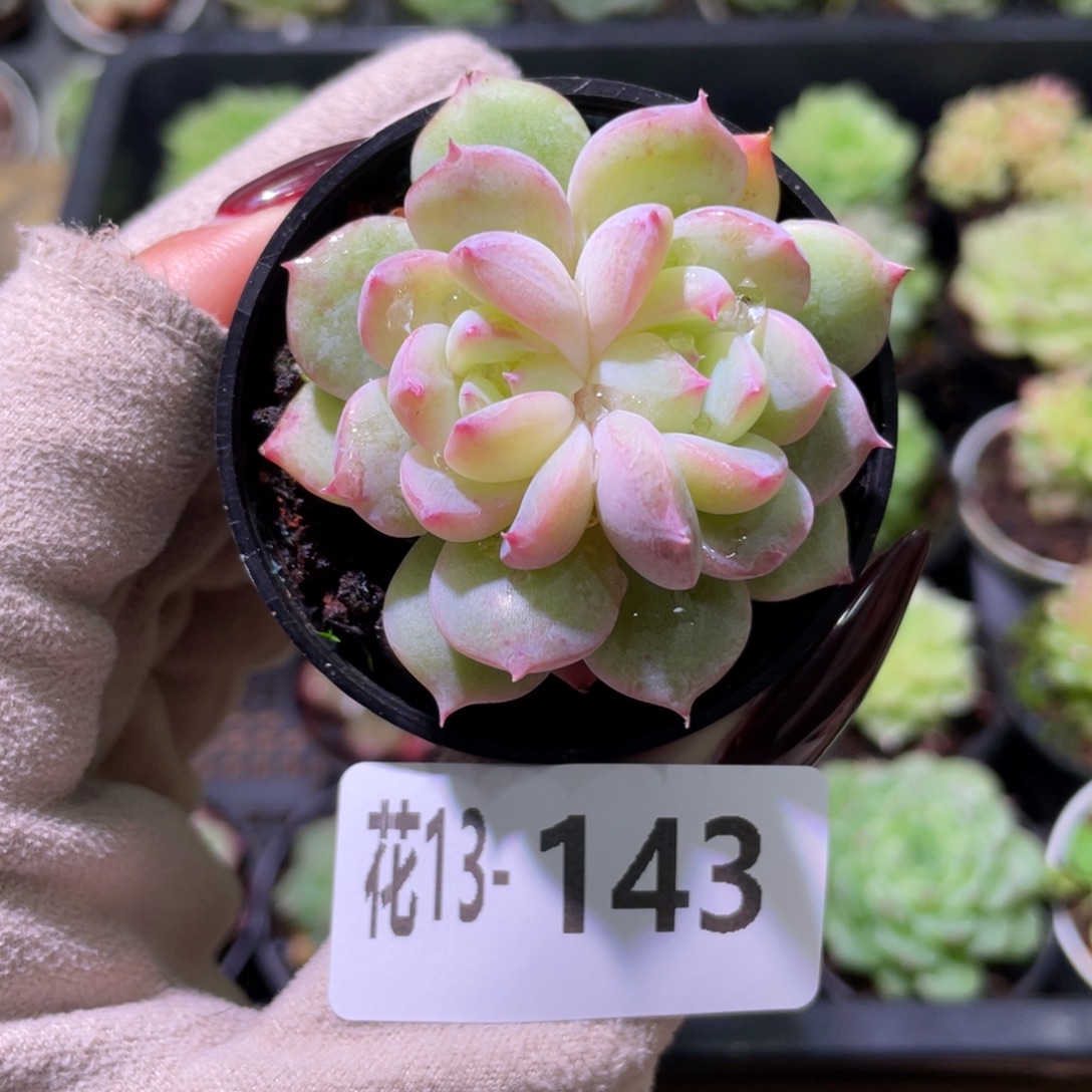 花利美13-143新品