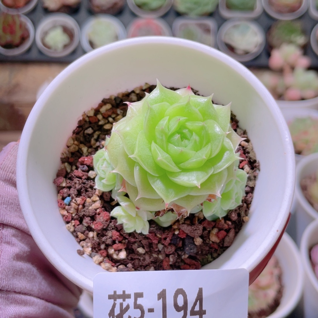 花利美5-194麦秆群