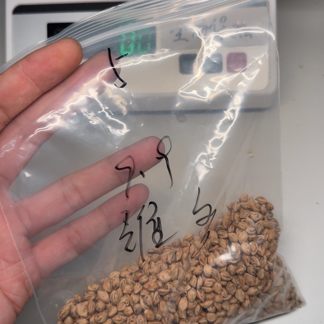 维***人吊坠柏香籽/百香籽