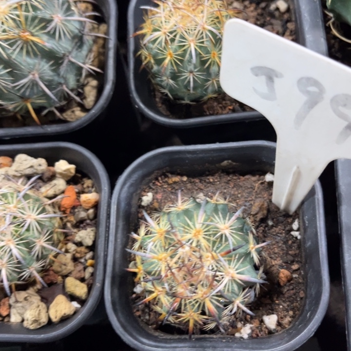 2****8599实生虎爪玉好养