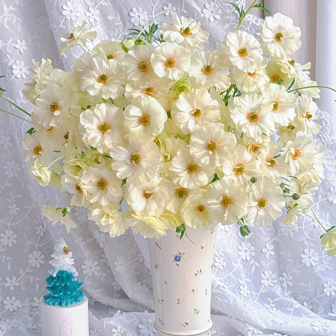 【花甜悦夏优选】优雅白蝴蝶洋牡丹百分之十不售后3个冷链4个空运