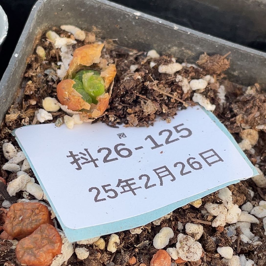 ?****?26-125肉锥多肉植物