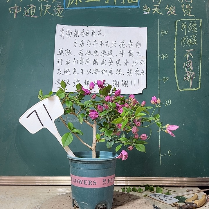 全部花苞紫灯笼 71