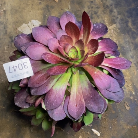 黑膜多肉植物3047