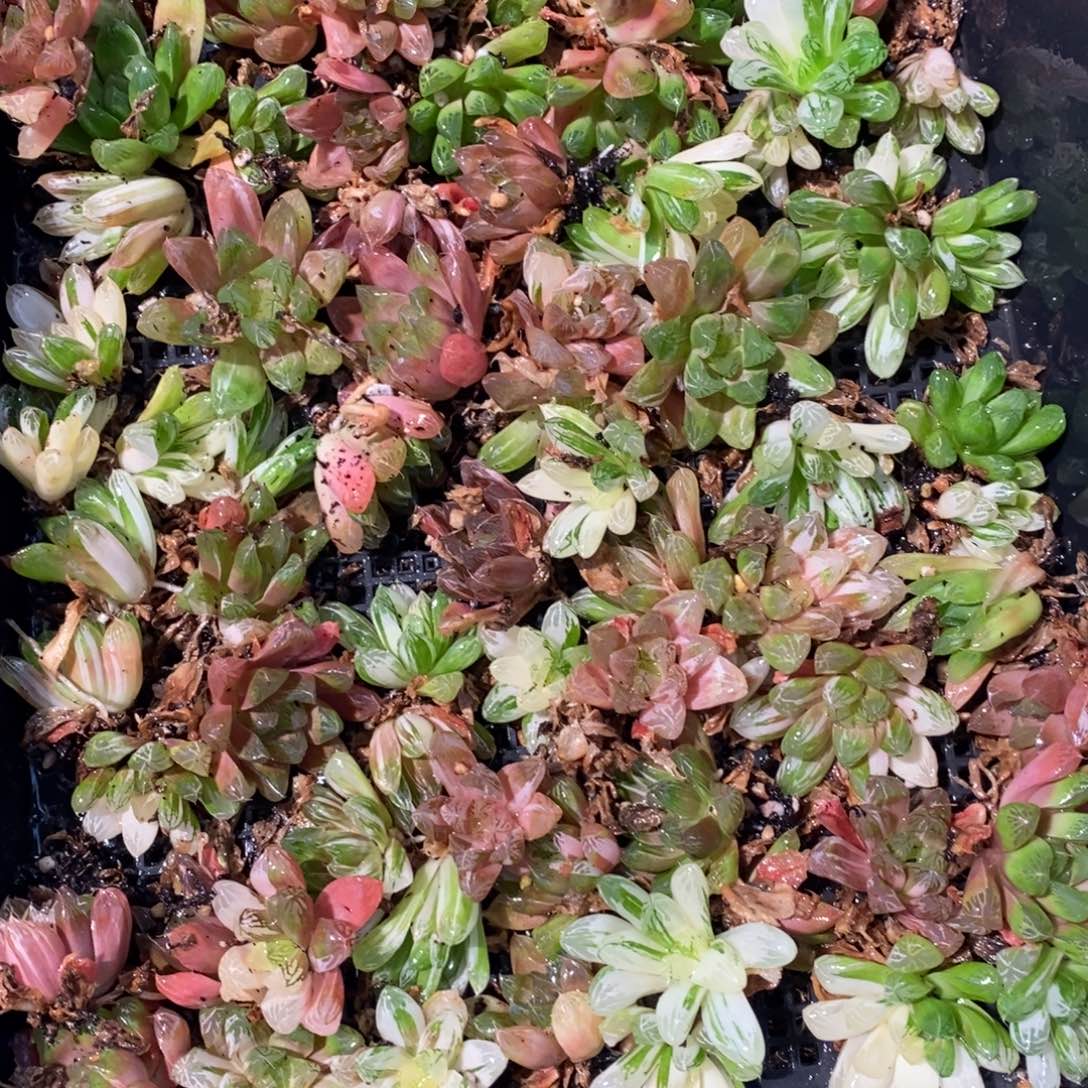 2328 一颗优选实生苏皇玉露锦 双旦整点福利