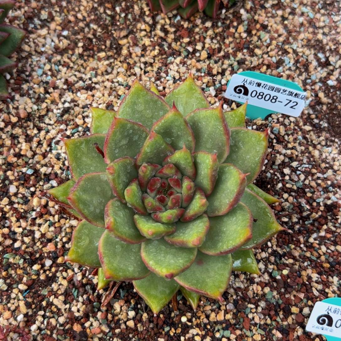 从前慢多肉一物一拍0808-72