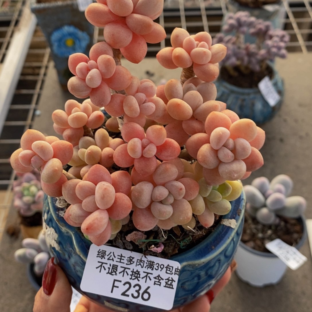 鱼子酱236/10cm多肉