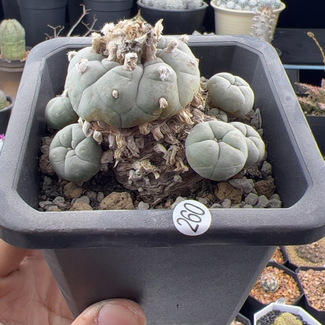 草球老桩一物一拍260