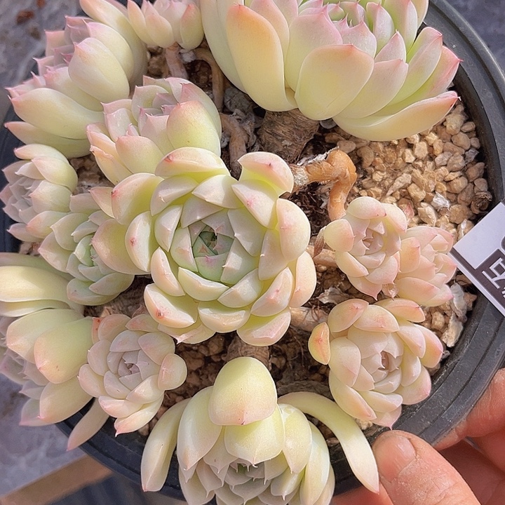 月影杂2789多肉植物