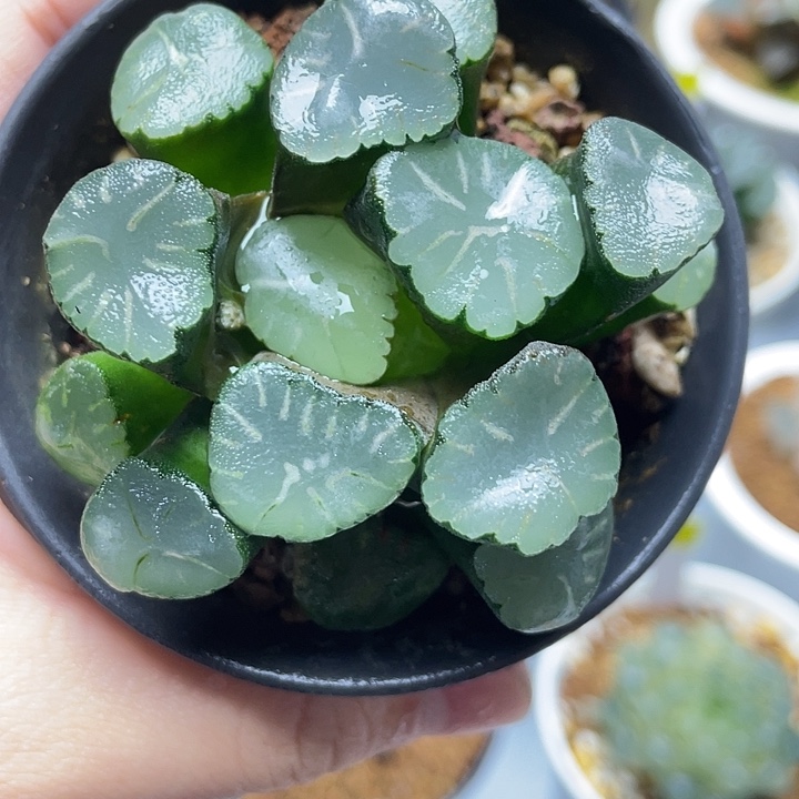 5  蜃气楼万象十二卷多肉