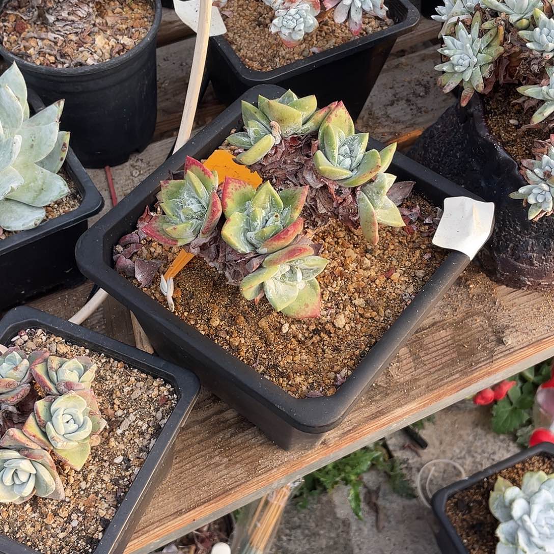 晨溪园艺仙女杯呀