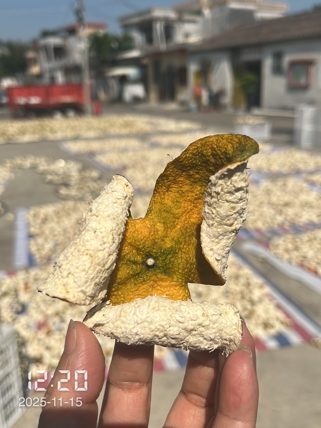 2025年圈枝/驳枝二红皮干皮 新会陈皮 顺丰包邮