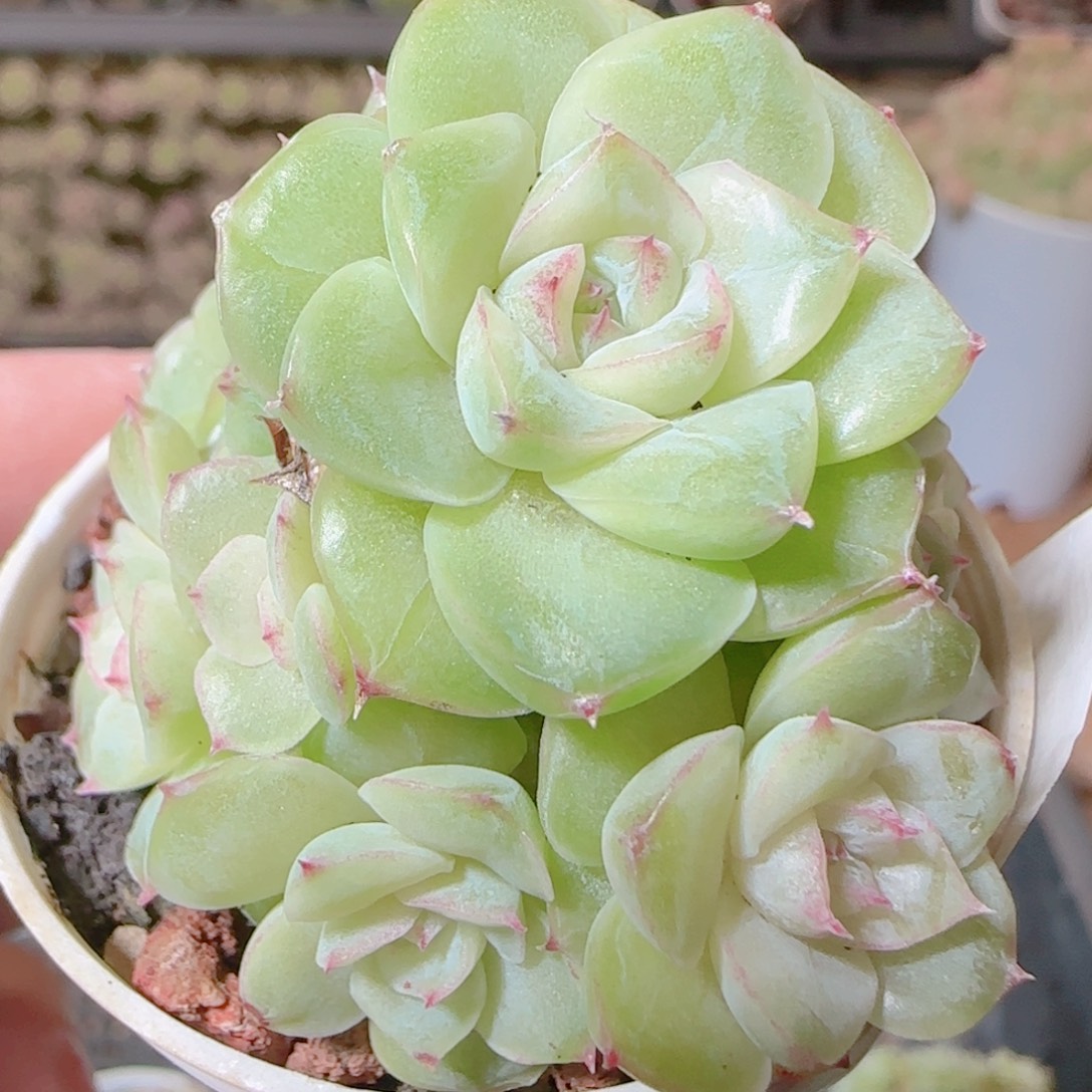 花语逸镜1112-32散