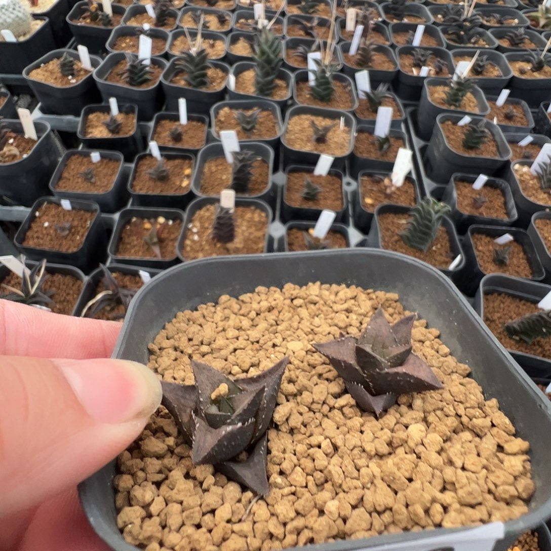 喵***✘多肉植物专拍植物不退换 一物一拍 513