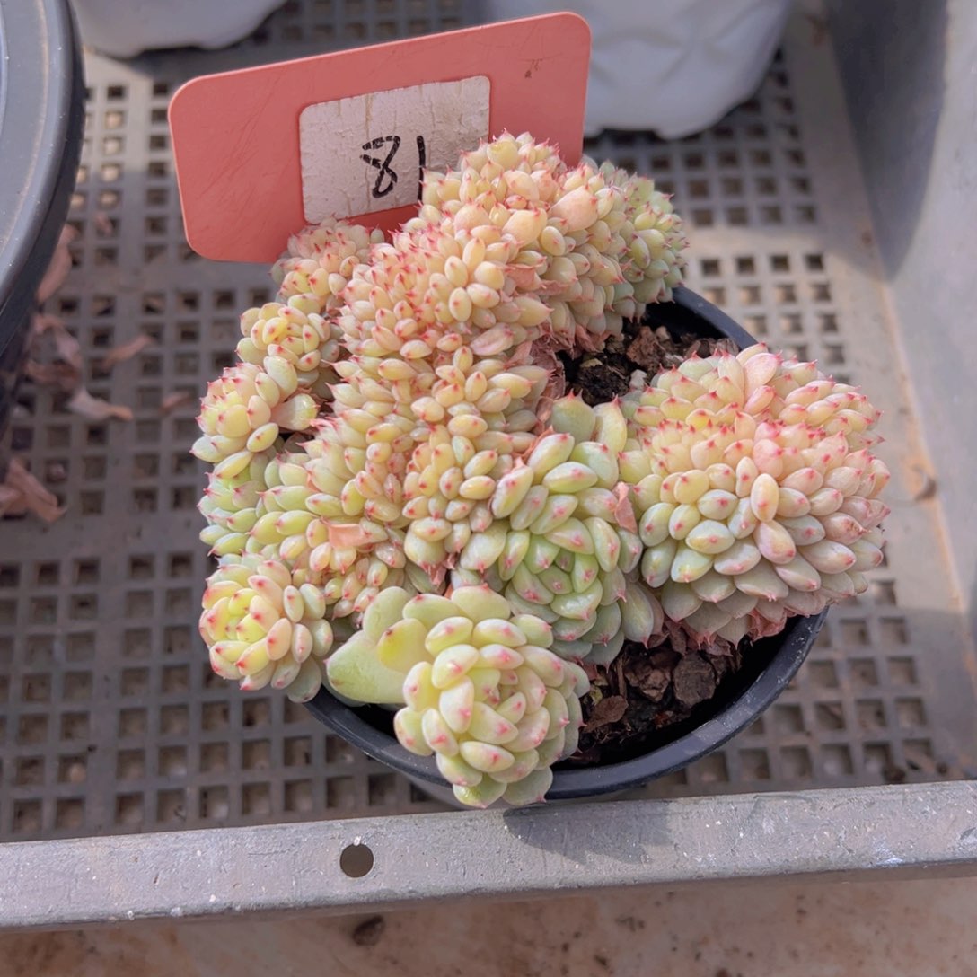 香玉的故事是一个人的故事