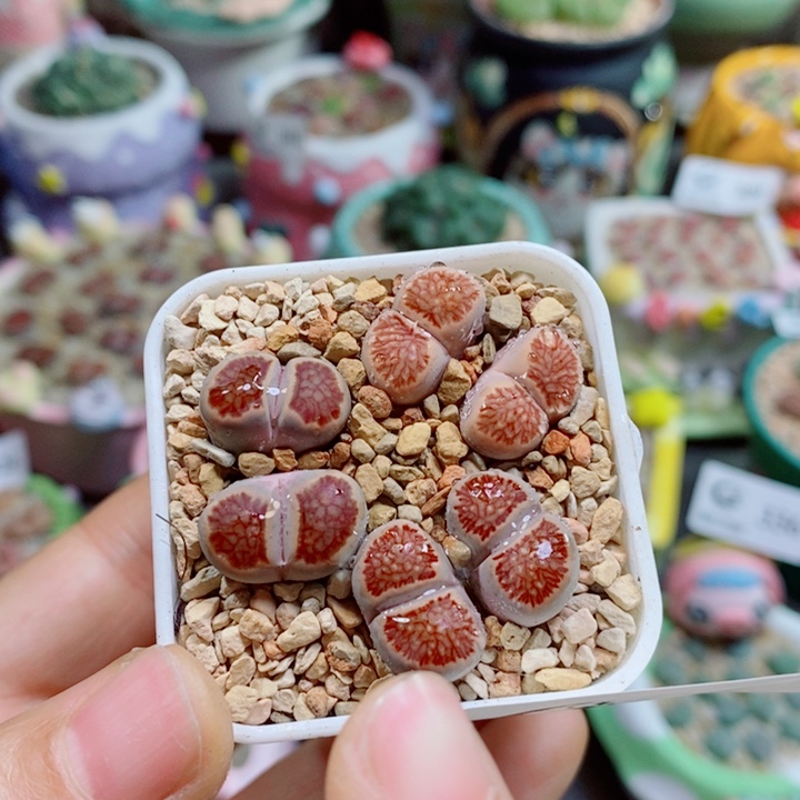 生石花花花花花花花348