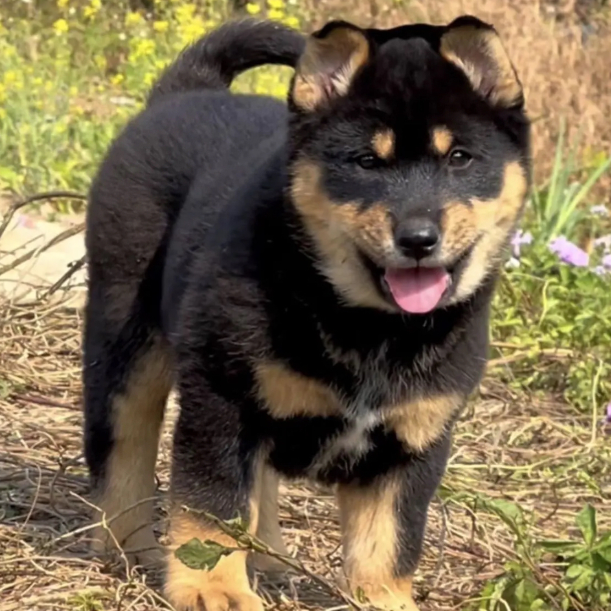 （拿破轮）广西田园犬直播专属链接，一物一拍