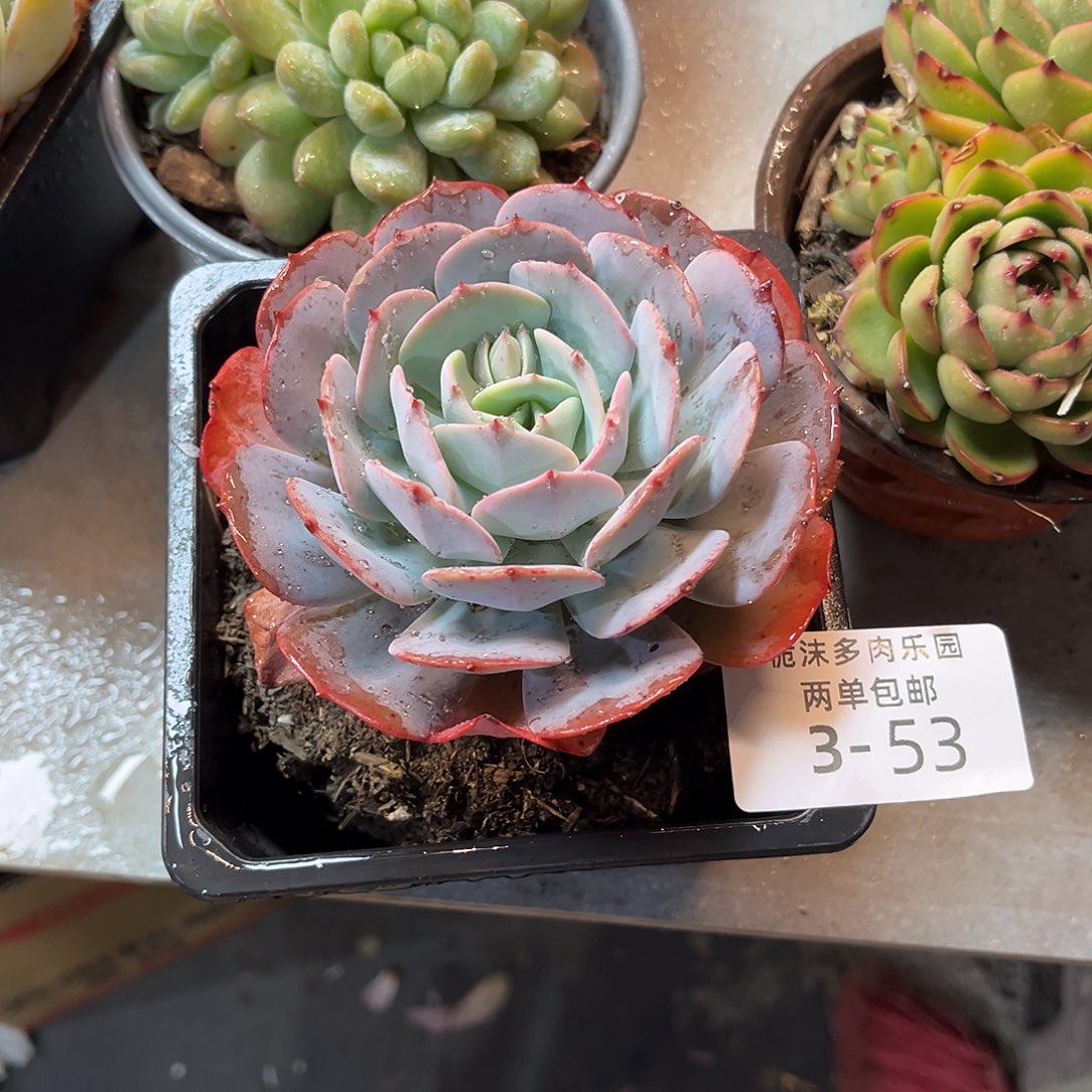3-53蓝粉台阁多肉植物