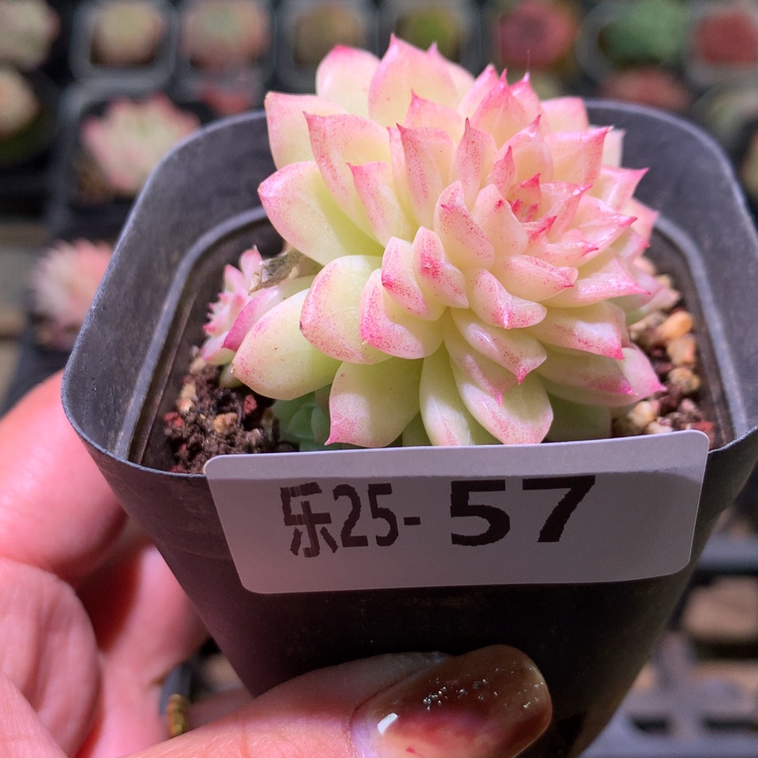 乐然25-57 麦秆群 不包整