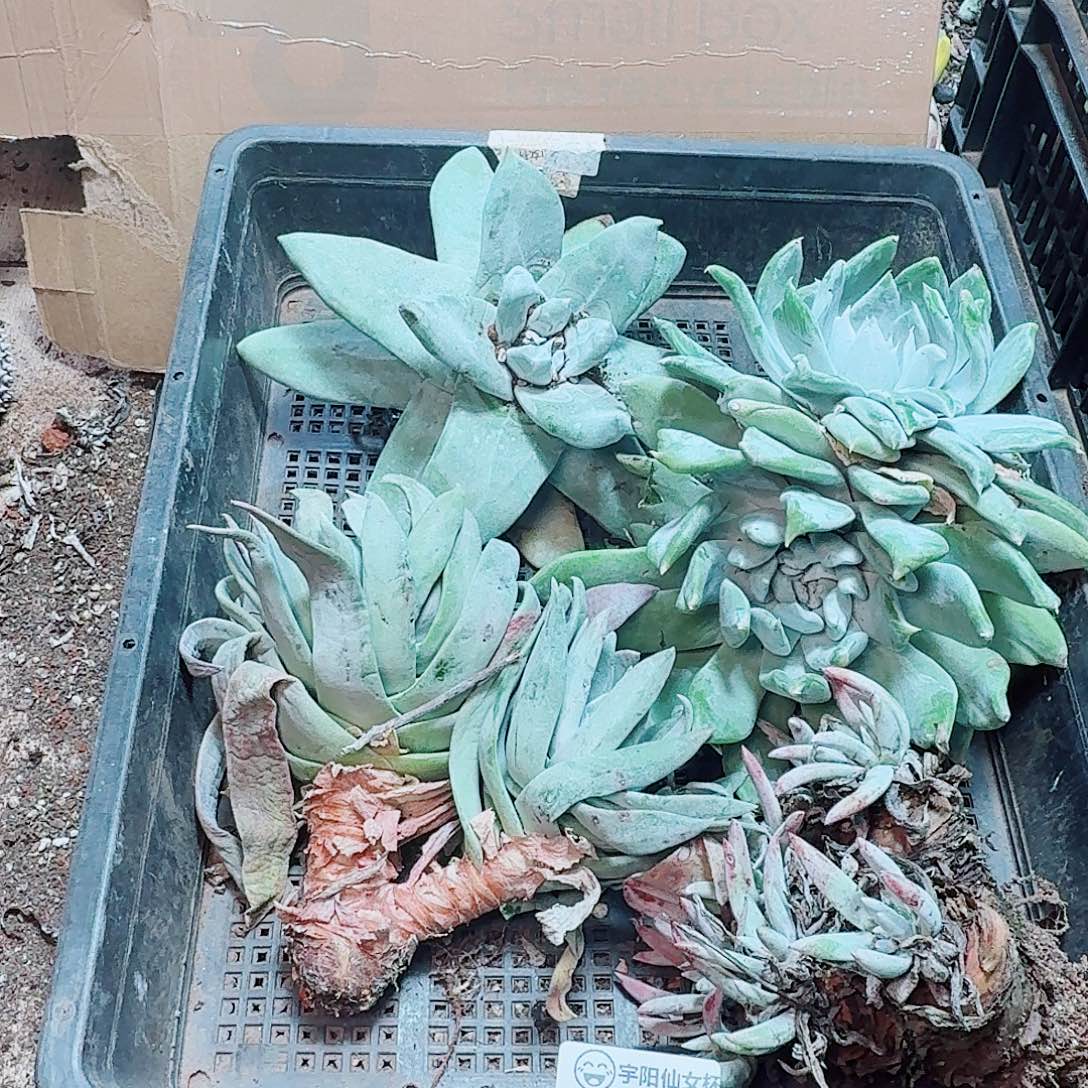 6155瑕疵框拍不售后