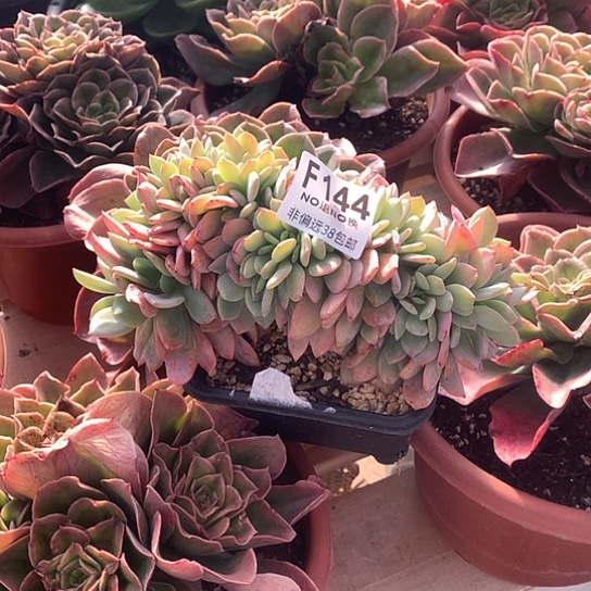 芳***～暮光之城缀化144 需要延迟发货7-8发