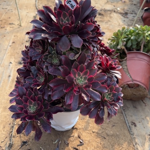 18-106金丝多肉植物