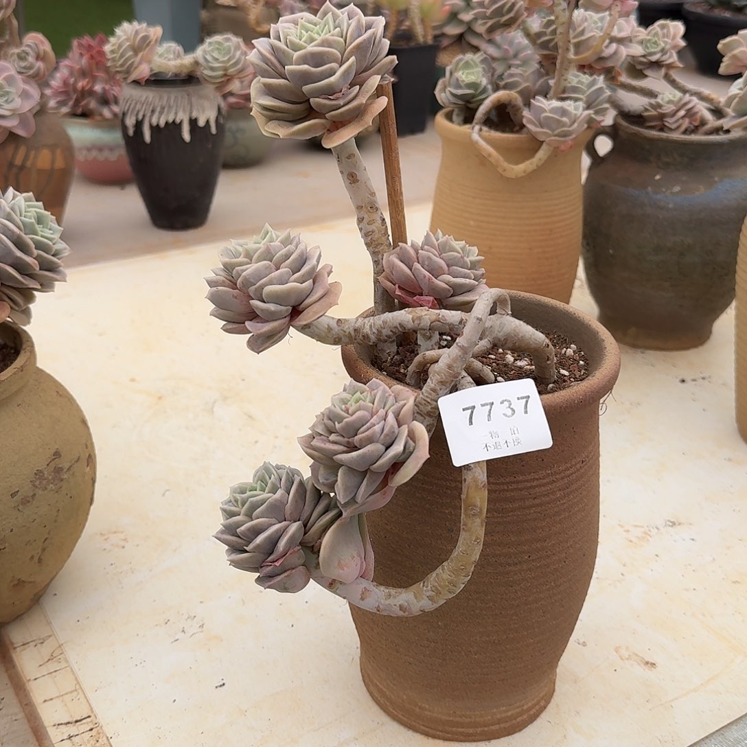 牙***牙7737号可爱玫瑰多肉