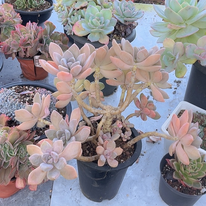 东美人10245多肉植物
